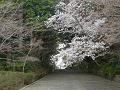 表参道の山桜