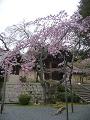勅使門と八重紅枝垂桜