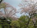 参道から見上げる桜