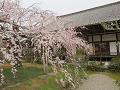 宸殿と5分咲きの枝垂桜