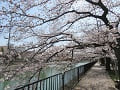 京阪藤森駅付近の桜