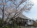 本堂と見ごろの桜3