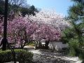 八重紅枝垂桜とソメイヨシノ