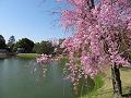 八重紅枝垂桜と阿字池