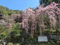枝垂桜と法然上人御廟2