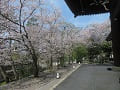 三門周囲の桜