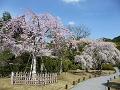 友禅苑の美幸桜