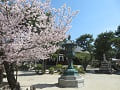 灯籠と満開の桜