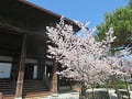 御影堂と満開の桜