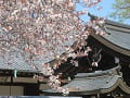 お堂の屋根と散り始めた山桜