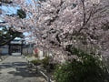 参道の満開の桜