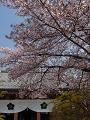 金堂前の散り始めの桜