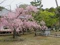 宝物殿付近の八重紅枝垂桜