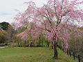 墓地の満開の八重紅枝垂桜2