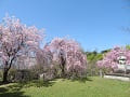 墓地の八重紅枝垂桜