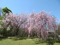 満開の八重紅枝垂桜