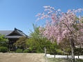 鐘楼堂と八重紅枝垂桜