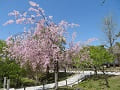 青空と八重紅枝垂桜