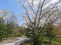 散り始めの山桜