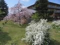 雪柳と八重紅枝垂桜