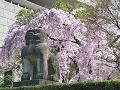 狛犬と枝垂桜