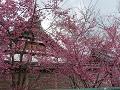 オカメ桜と庫裡
