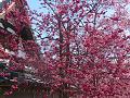 カンヒサクラとオカメ桜2