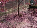 散ったオカメ桜
