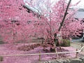 散り始めのオカメ桜
