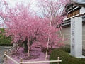 散り始めのオカメ桜と石碑