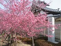 5分咲きのオカメ桜