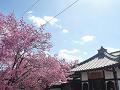 地蔵堂とオカメ桜