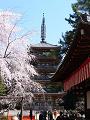 五重塔と枝垂桜