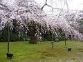 霊宝館の塀際の枝垂桜