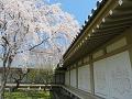 霊宝館の塀際の枝垂桜