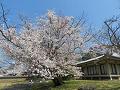 霊宝館の枝垂桜3