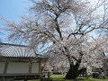 霊宝館の枝垂桜4