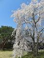 霊宝館の枝垂桜と青空