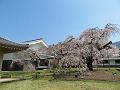 霊宝館の散り始めの枝垂桜