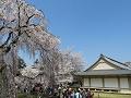 霊宝館の満開の枝垂桜と青空