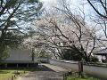 霊宝館の山桜