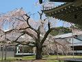 霊宝館の散り始めの枝垂桜3