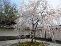 三宝院の満開のクローン桜