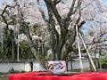 茶席と枝垂桜