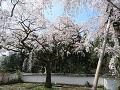 塀際の満開の枝垂桜
