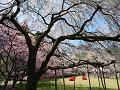 見上げる枝垂桜と河津桜