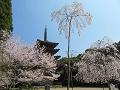五重塔と満開の桜2