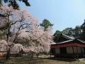 清瀧宮拝殿と満開の枝垂桜