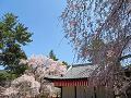 清瀧宮拝殿と満開の枝垂桜3