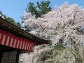 清瀧宮拝殿と満開の枝垂桜4